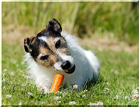 Dog loves carrots