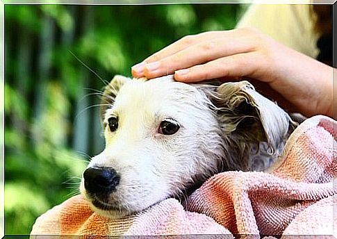 The bond between dog and human - wet dog