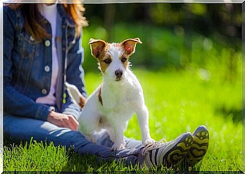 The bond between dog and human - dog with mistress in the meadow