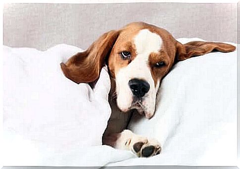 Causes of convulsions in dogs - sick dog