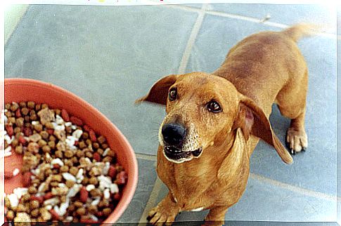 Combining different types of food is dangerous for dogs