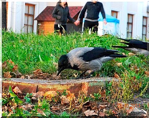 The crow as a pet: totally crazy?