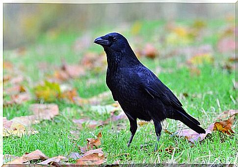 The crow is a very special animal