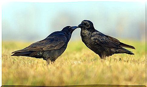 Wild crows