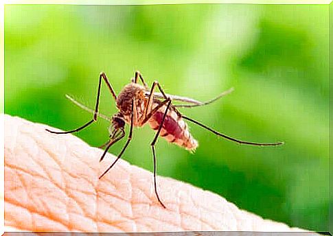 The deadliest animal in the world - mosquito