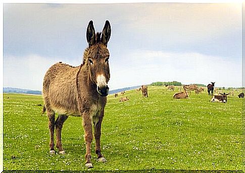 The donkey: characteristics, behavior and habitat