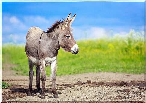 Donkey in a beautiful landscape