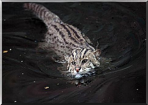 The endangered fish cat