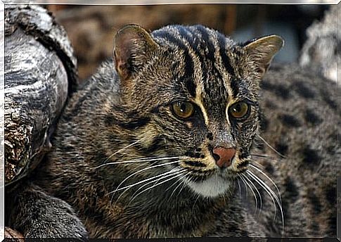 Habitat of the fishing cat