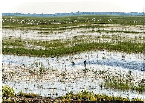 The fauna of a charming place: Coto de Doñana