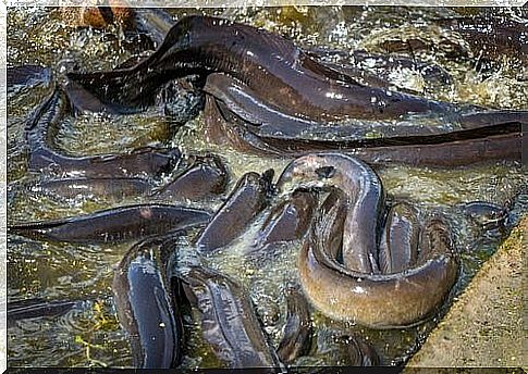 Eels