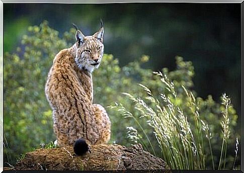 Iberian lynx