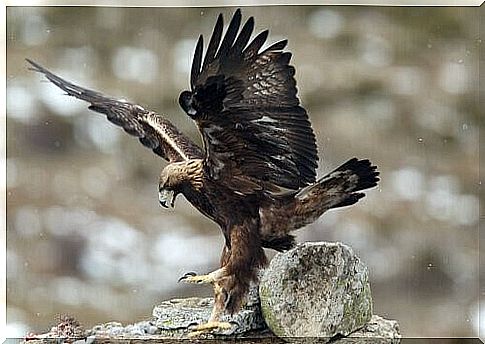 Imperial eagle Coto de Doñana