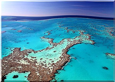 Fauna of the Great Barrier Reef: World Natural Heritage