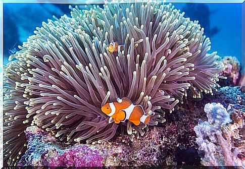 Great Barrier Reef fauna: clown fish