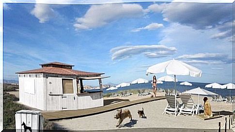 The first beach bar for dogs