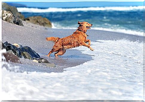 Dog on the beach