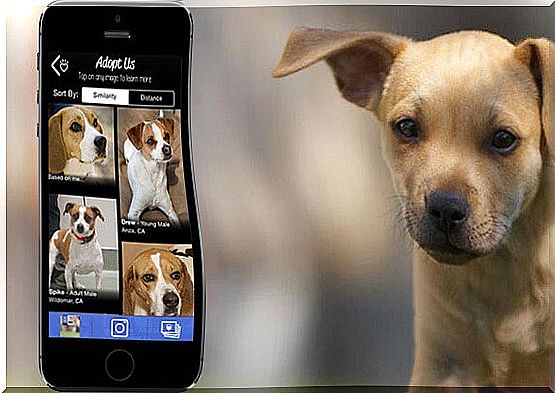 Dog adoption apps