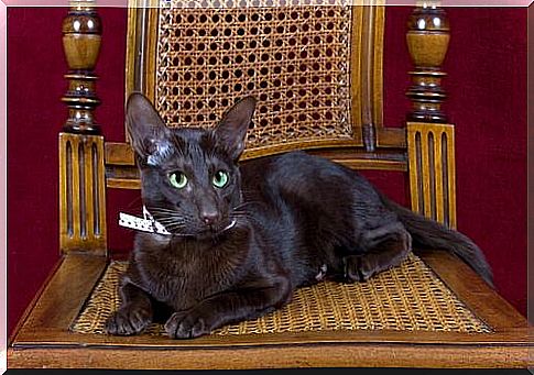 The Havana cat - a cat like tobacco and coffee