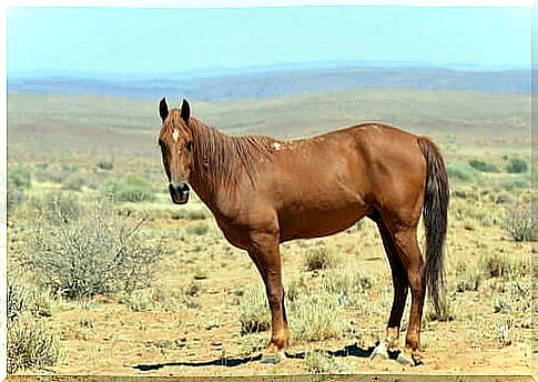 The horse in Africa: an amazing story