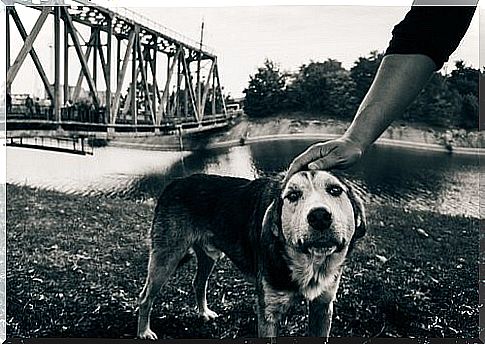 The last dogs from Chernobyl