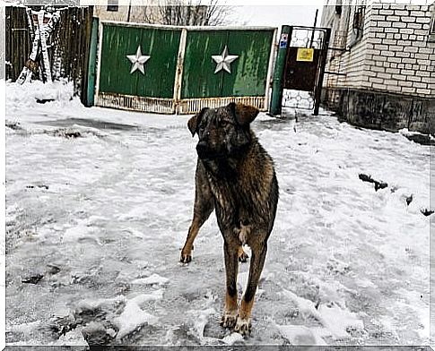 Chernobyl dog