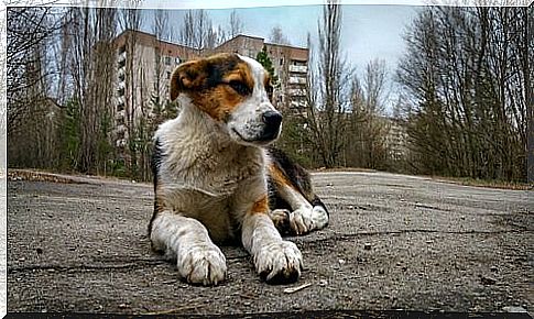 Chernobyl Dog Street