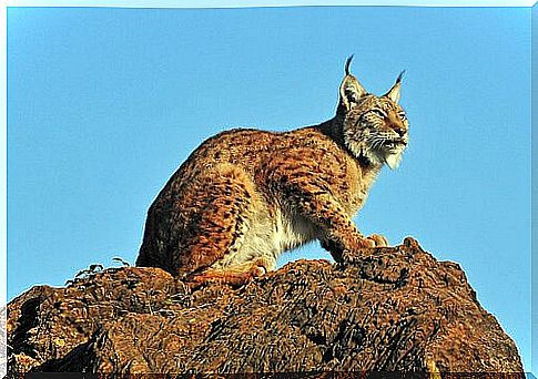 The lynx: portrait of a wild cat