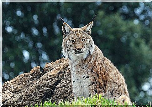 der Iberische Luchs