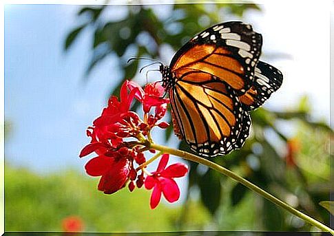 The monarch butterfly and its incredible odyssey