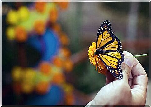 Beautiful butterfly