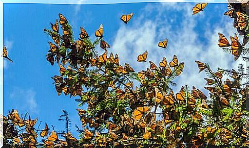 The journey of the monarch butterfly