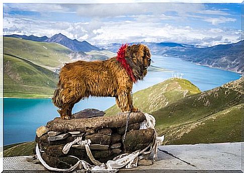 The Tibetan mastiff is a magnificent animal