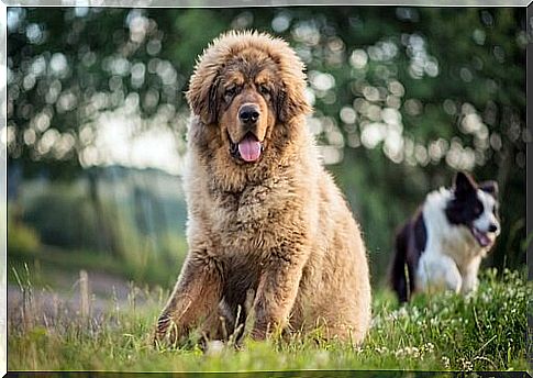 Tibetan Mastiff panting to himself