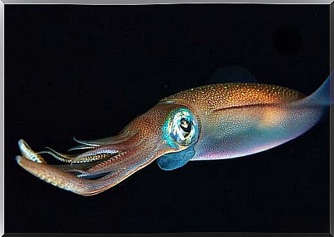 Squid - squid