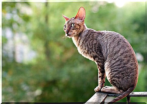 The shorthair cat breeds are elegant.