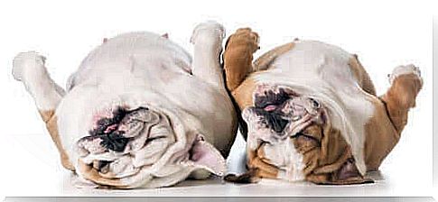 The reasons why dogs snore