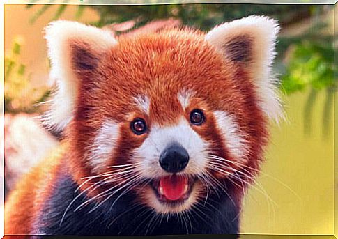 The red panda and its behavior