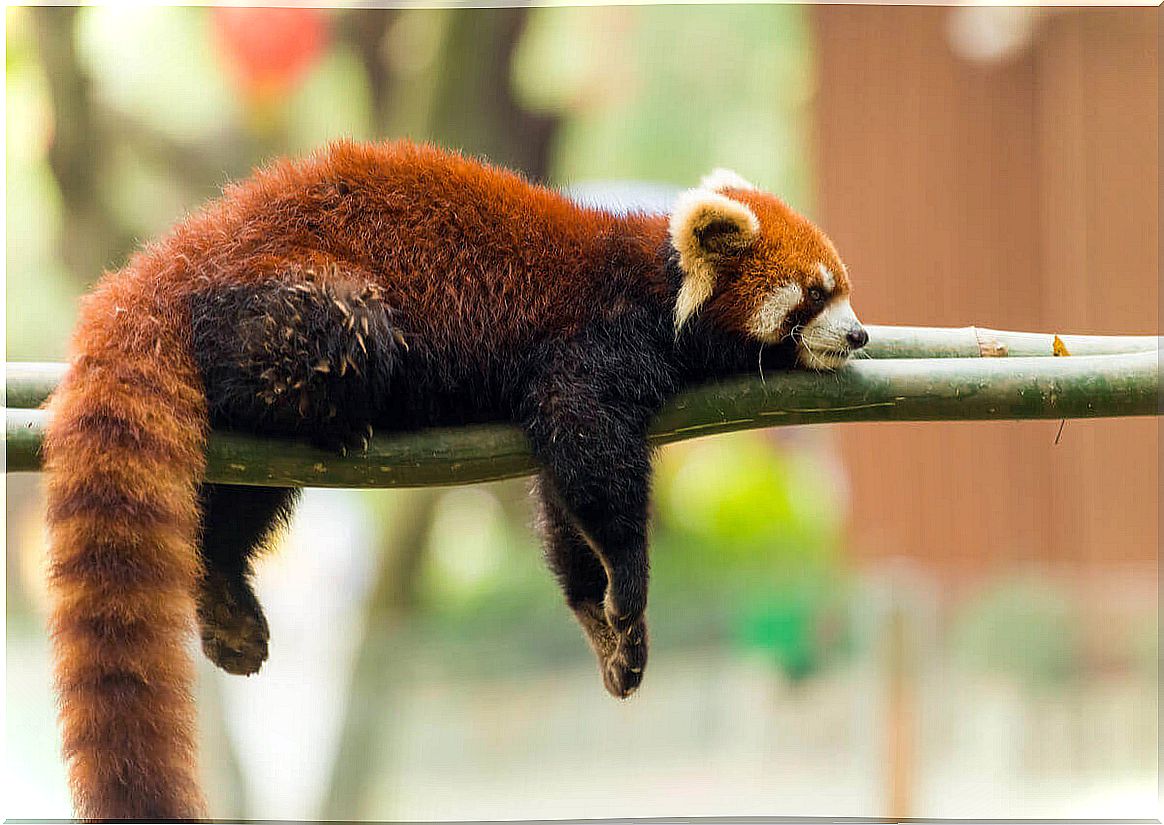 The red panda - sleeps