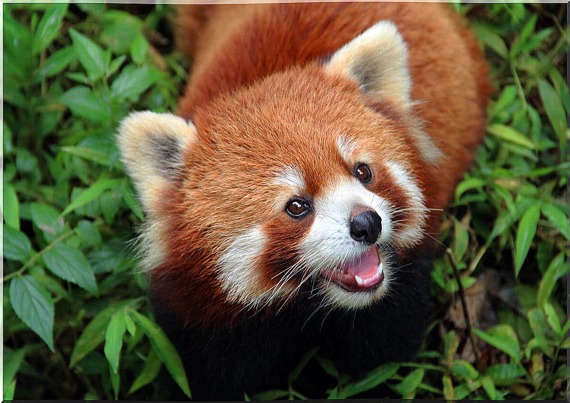 The red panda - looks at the camera