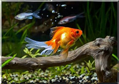 The Goldfish's Robust Health: Could Water Quality Be the Secret?