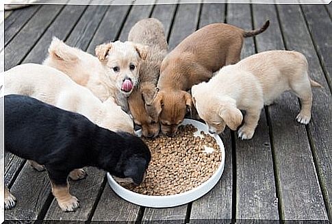 Proper nutrition for puppies