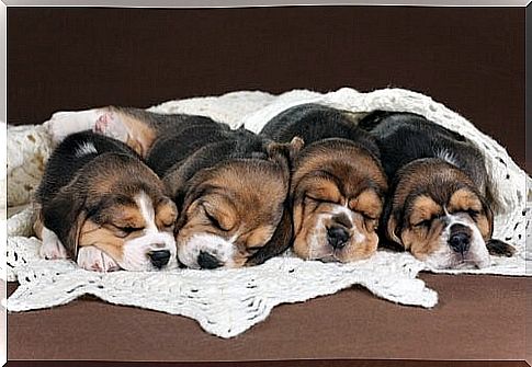 Proper nutrition for puppies - sleeping puppies