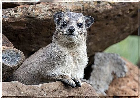 The hyrax is an agile leg acrobat