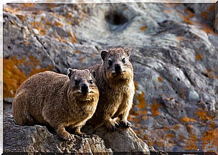 The hyrax lives on rocks