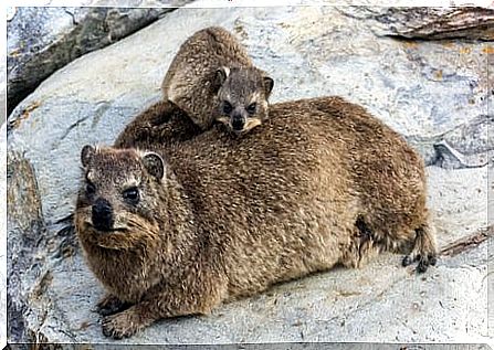 The hyrax is a social animal