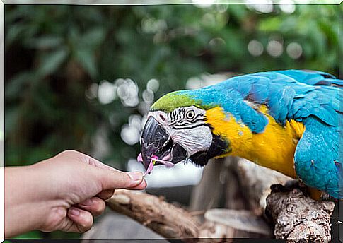 The cognitive abilities of parrots