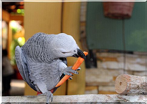 African gray parrot