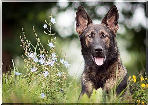 The upbringing of the German Shepherd: an incredible dog