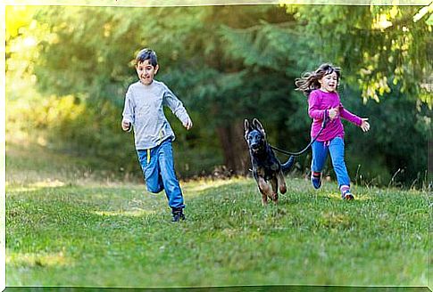 Shepherd dog runs across a meadow with children